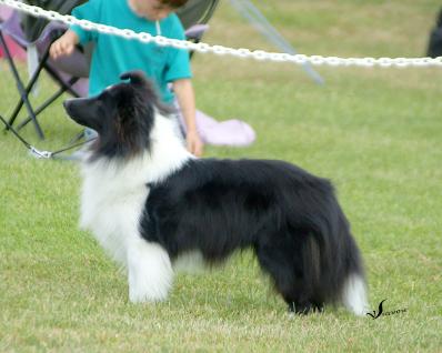 Bi color sheltie cheap